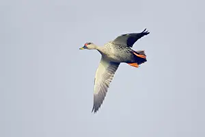 Poecilorhyncha: Spot-Billed Duck - in flight