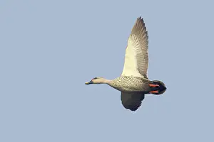 Poecilorhyncha: Spot-Billed Duck - in flight