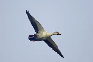 Poecilorhyncha: Spot-Billed Duck - in flight