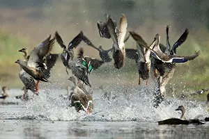 Panic: Spot-Billed Duck - flock taking off in panic