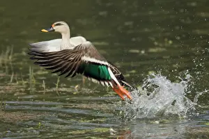 Poecilorhyncha: Spot-Billed Duck - taking off from water