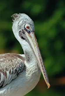 Philippensis: Spot-billed Pelican - Close-up