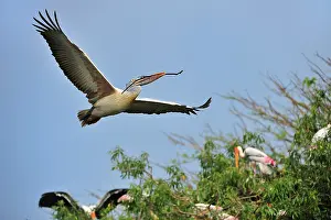 Philippensis: Spot-billed Pelican / Grey Pelican with nesting