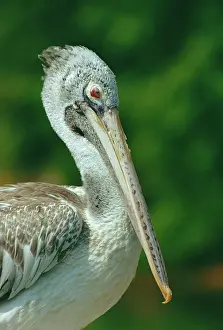 Philippensis: Spot-billed pelican (Pelecanus philippensis) close-up