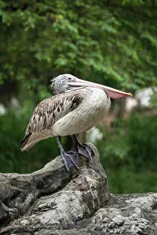 Philippensis: Spot-billed Pelican (Pelecanus philippensis) or Grey Pelican