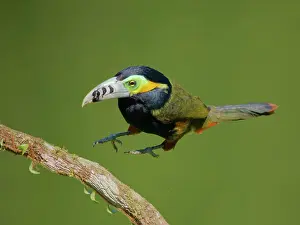 Bill Coster: Spot Billed Toucanet Selenidera maculirostris Atlantic