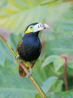 Bill Coster: Spot Billed Toucanet Selenidera maculirostris Atlantic