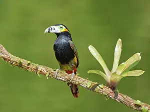 Bill Coster: Spot Billed Toucanet Selenidera maculirostris Atlantic