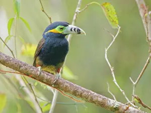 Bill Coster: Spot Billed Toucanet Selenidera maculirostris Atlantic