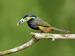 Bill Coster: Spot Billed Toucanet Selenidera maculirostris Atlantic