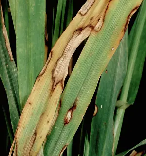Hordeum: Spot blotch infection on barley leaves