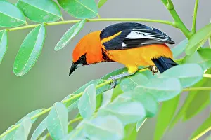 Pectoralis: Spot-breasted Oriole