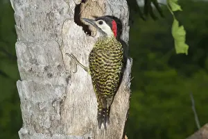Nester: Spot-breasted Woodpecker