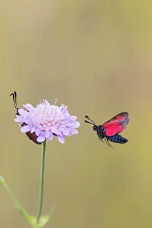 Filipendulae: Six Spot Burnet - in flight