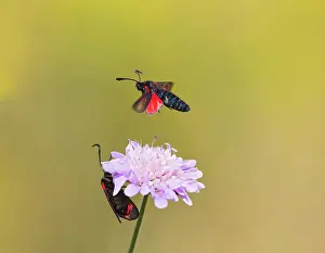Zygaena: Six Spot Burnet - in flight over flower