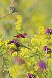 Filipendulae: Six Spot Burnet - in flight over meadow