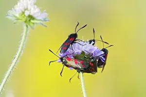 Zygaena: Six Spot Burnet - group on flower head
