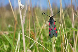 Zygaena: Five Spot Burnet Moth
