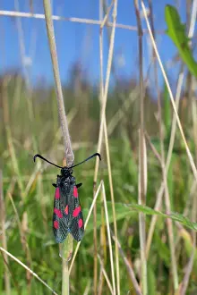 Zygaena: Five Spot Burnet Moth