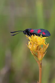 Burnet: Five Spot Burnet Moth