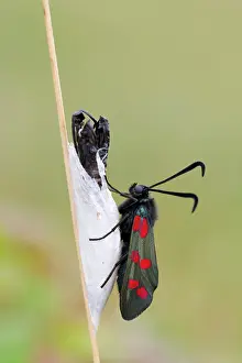 Zygaena: Six Spot Burnet Moth - Chrysalis