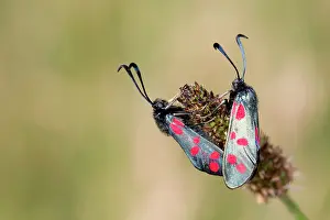Zygaena: Six Spot Burnet Moth in summer