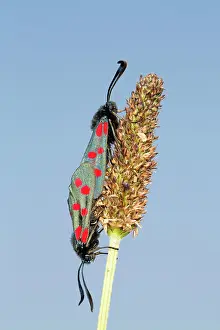 Zygaena: Six Spot Burnet Moth in summer