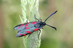 Zygaena: Six Spot Burnet Moth - on Yorkshire Fog grass