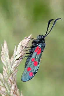 Zygaena: Six Spot Burnet Moth - on Yorkshire Fog grass