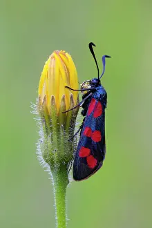 Zygaena: Six Spot - Burnet, resting on flower, Hessen, Germany