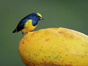 Euphonia: Spot-crowned Euphonia (Euphonia imitans), male f