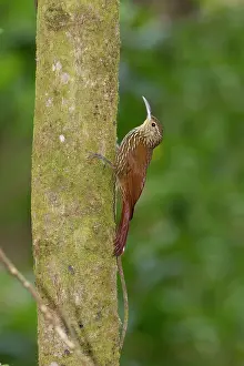 Woodcreeper: Spot-crowned Woodcreeper