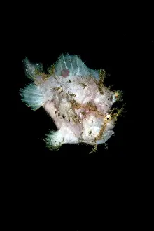 Frogfishes: Spot Fin Frogfish