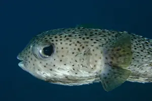 Jemeluk: Spot-fin Porcupinefish - Jemeluk Bay Gallery