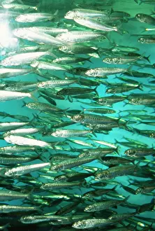 Sardine: Spot Lined SARDINE