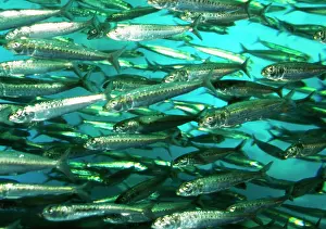 Sardine: Spot Lined SARDINE