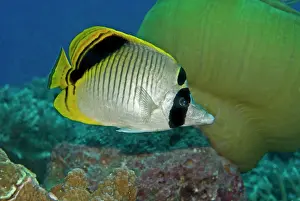 Chaetodon: Spot-nape Butterflyfish