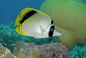Chaetodon: Spot-nape Butterflyfish - often seen in pairs these