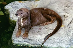 Leone: Spot / Spotted - Necked / Speckle - Throated OTTER