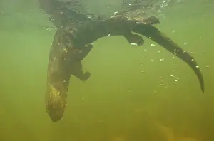 Speckle: Spot / Spotted - Necked / Speckle - Throated OTTER