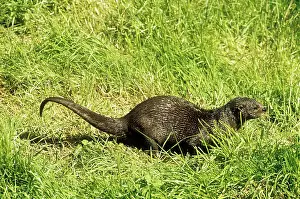 Scenting: Spot / Spotted - Necked / Speckle - Throated OTTER