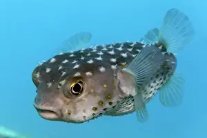 Trunkfish: Spotbase burrfish (Chilomycterus spilostylus), Red