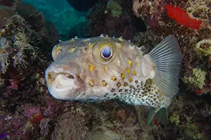 Trunkfish: Spotbase burrfish (Cyclichthys spilostylus) with