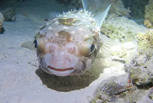 Trunkfish: Spotbase burrfish (Cyclichthys spilostylus), dive