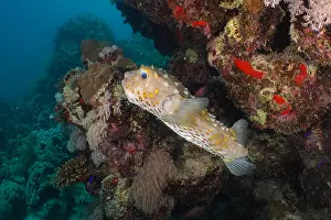 Trunkfish: Spotbase burrfish (Cyclichthys spilostylus), House