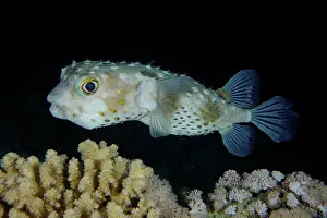 Trunkfish: Spotbase burrfish (Cyclichthys spilostylus) at night