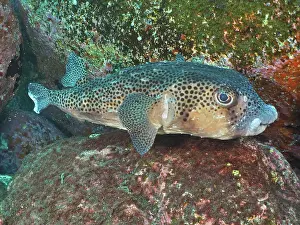 Reticulatus: Spotfin burrfish (Chilomycterus reticulatus). Dive