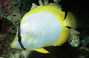Chaetodon: Spotfin Butterflyfish