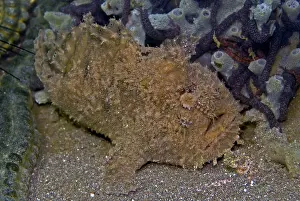 Frogfishes: Spotfin Frogfish