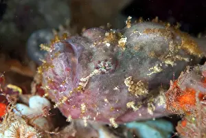 Nummifer: Spotfin Frogfish Aer Bajo dive site, Lembeh Straits